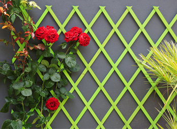 Stained wood trellis