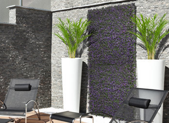Zielona ściana – lavenda