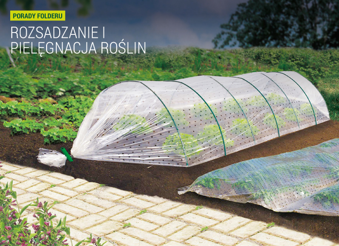 Rozsadzanie i pielęgnacja roślin
