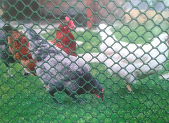 Plastic poultry mesh 