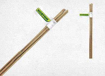 Plain bamboo cane