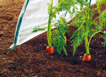 Special cloche film for early fruit and vegetables