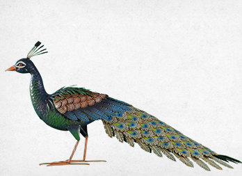 Stylized decorative peacock figurine