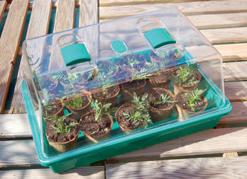 Mini greenhouse for seedlings