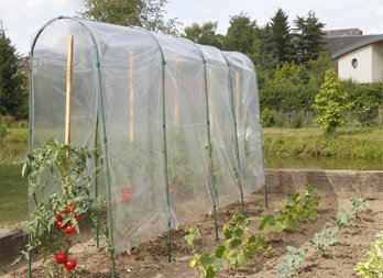 Tomato tunnel forcing film 