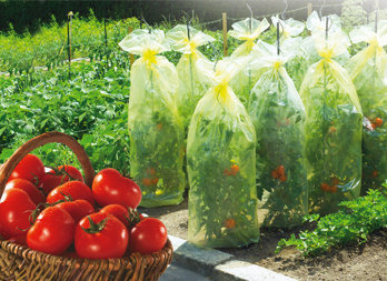 Tunel foliowy do uprawy pomidorÓw ze sznurkiem