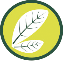 LIŚCIE LAUROWE
LIŚCIE LAUROWE